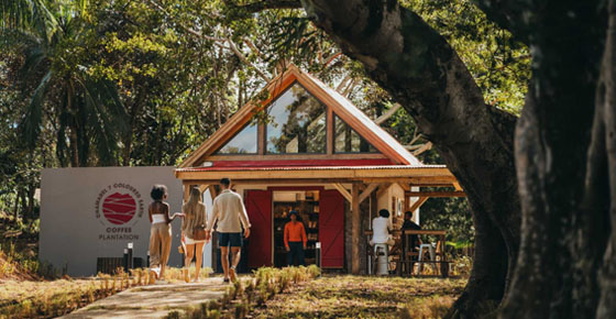 Guided Coffee Plantation Tour & Tasting at Chamarel
