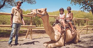 Camel Ride Activities at Casela