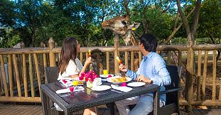 Breakfast with Giraffes at Casela Nature Parks