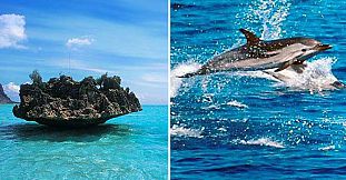 Exclusive Swim With Dolphins + Visit Benitiers Island + Lunch