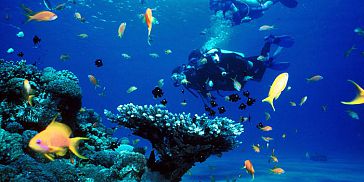 Diving Packages - Grand Bay (North Coast)