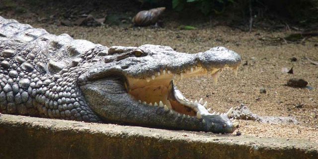 Parc crocodile la vanille ile maurice
